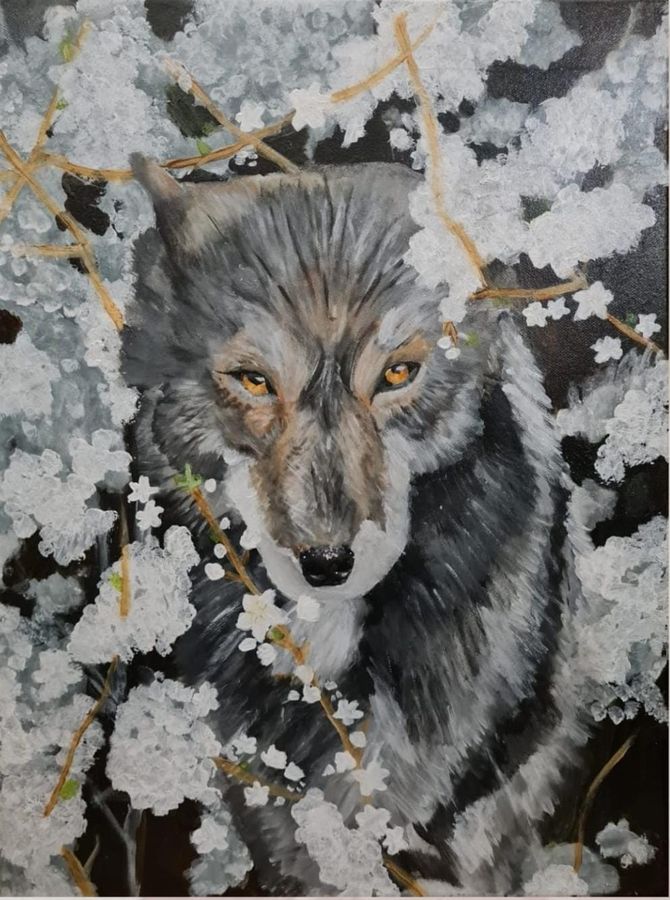 A grey wolf with amber eyes among white blossoms